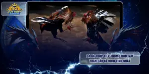 Đá Gà Trực Tiếp Thomo Hôm Nay: Trận Đấu Kê Kịch Tính Nhất