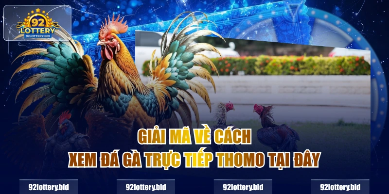 Giải mã về cách xem đá gà trực tiếp thomo tại đây