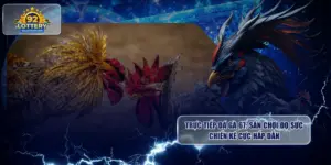 Trực Tiếp Đá Gà 67: Sân Chơi Đọ Sức Chiến Kê Cực Hấp Dẫn